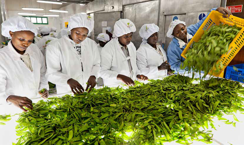 food systems: a group of women wearing hygienic white coats and hair nets sort through green vegetable on a large white table in a clinical food produce factory